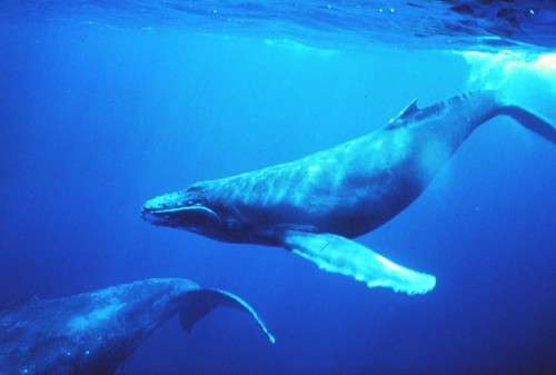 balena azzurra.2jpg.jpg