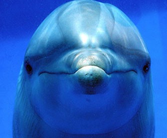 delfino.jpg