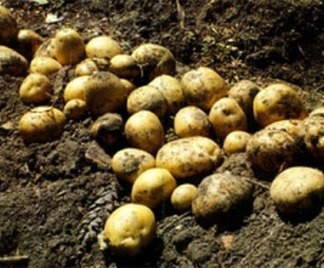 coltivazione-patate_324x268.jpg