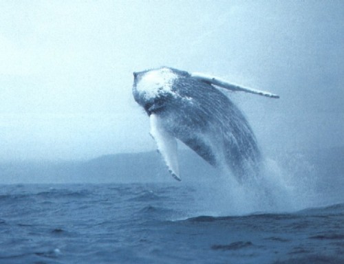 balena bianca1.jpg