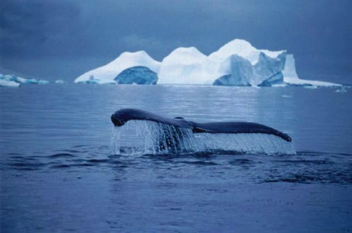 balena azzurra.jpg