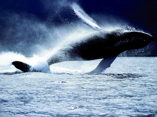 balena.jpg