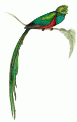 quetzal_color.gif